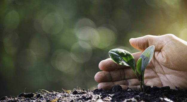 Hand protecting a green young plant with growing in the soil on
