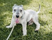 Galeria de Fotos - (Português) Dia do Animal