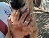 Galeria de Fotos - (Português) Dia do Animal