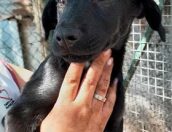 Galeria de Fotos - (Português) Dia do Animal