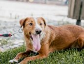 Galeria de Fotos - (Português) Dia do Animal