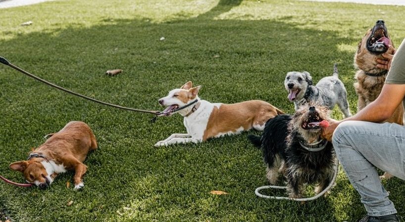 (Português) Dia do Animal