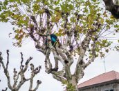 Galeria de Fotos - (Português) “Preservação do Espaço Verde: Limpeza e Poda de Árvores na Vila de Tábua”