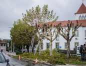 Galeria de Fotos - (Português) “Preservação do Espaço Verde: Limpeza e Poda de Árvores na Vila de Tábua”