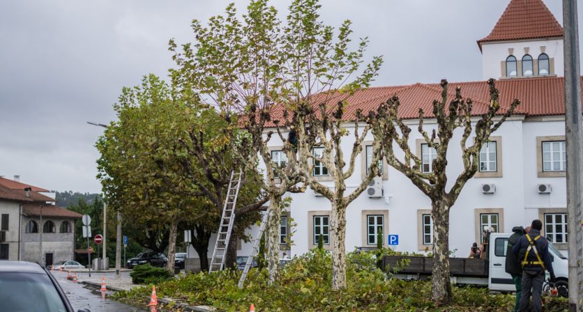 (Português) “Preservação do Espaço Verde: Limpeza e Poda de Árvores na Vila de Tábua”