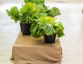 Galeria de Fotos - Mercado Municipal de Tábua palco de mais uma edição do Concurso de Couves e Abóboras