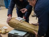 Galeria de Fotos - Mercado Municipal de Tábua palco de mais uma edição do Concurso de Couves e Abóboras