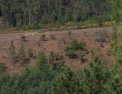 Galeria de Fotos - Tábua investe na preservação da floresta