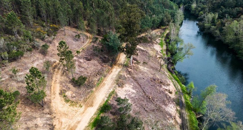 (Português) Tábua investe na preservação da floresta
