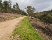 Galeria de Fotos - Tábua investe na preservação da floresta