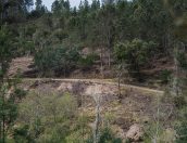 Galeria de Fotos - Tábua investe na preservação da floresta