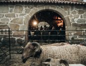 Galeria de Fotos - “Tábua de Queijos e Sabores da Beira 2025” destaca a valorização do mundo rural